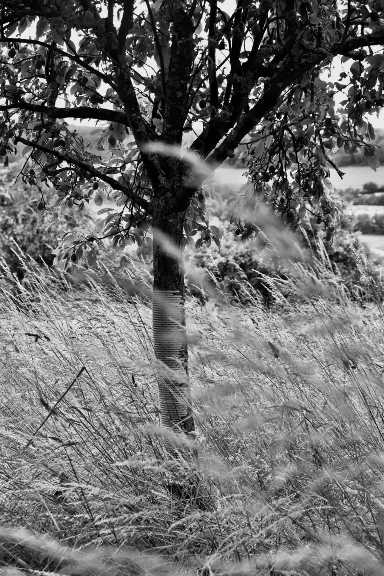 Gräser mit Baum im Hintergrund, schwarz weiß